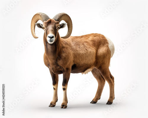 Stampa su tela mountain goat isolated on white