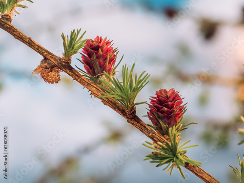 Kleiner Zweig der Europäischen Lärche (Larix decidua) mit weiblichen und männlichen Blüten. photo