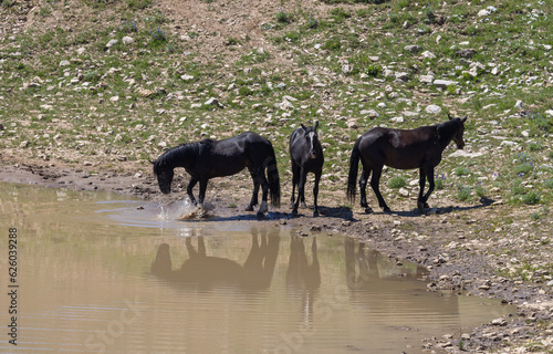 Wild Horses at a Waterhole in the Pryor Mountains in Summer
