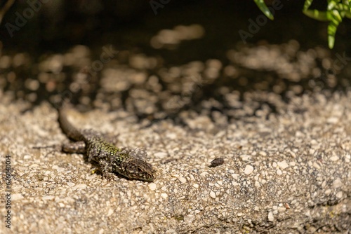 close up of a lizard on cres island