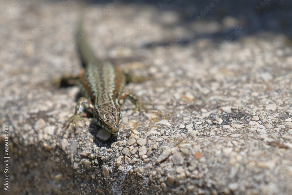 Fototapeta premium close up of a wall lizard