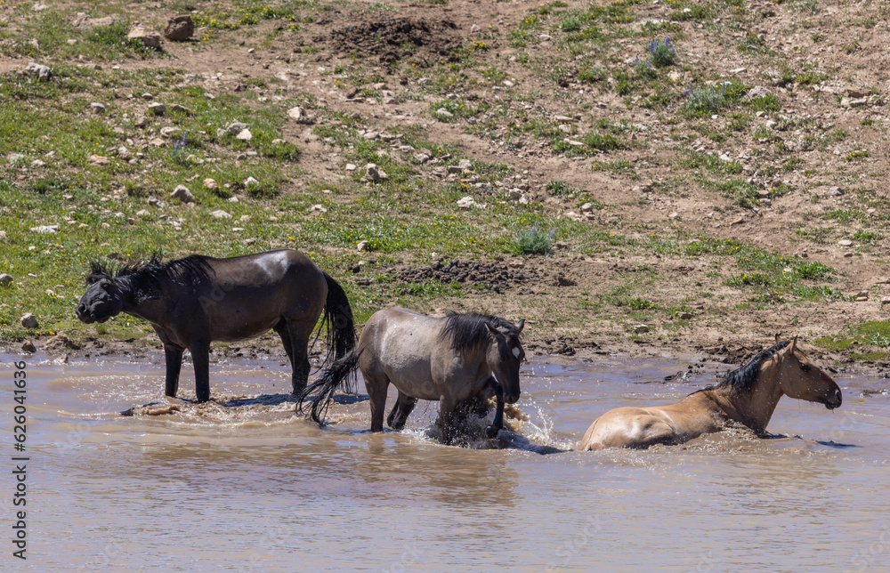 Wild Horses at a Waterhole in the Pryor Mountains in Summer Wild Horses at a Waterhole in the Pryor Mountains in Summer