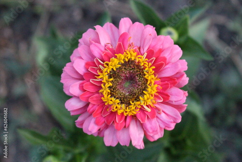 A pink flower with yellow center