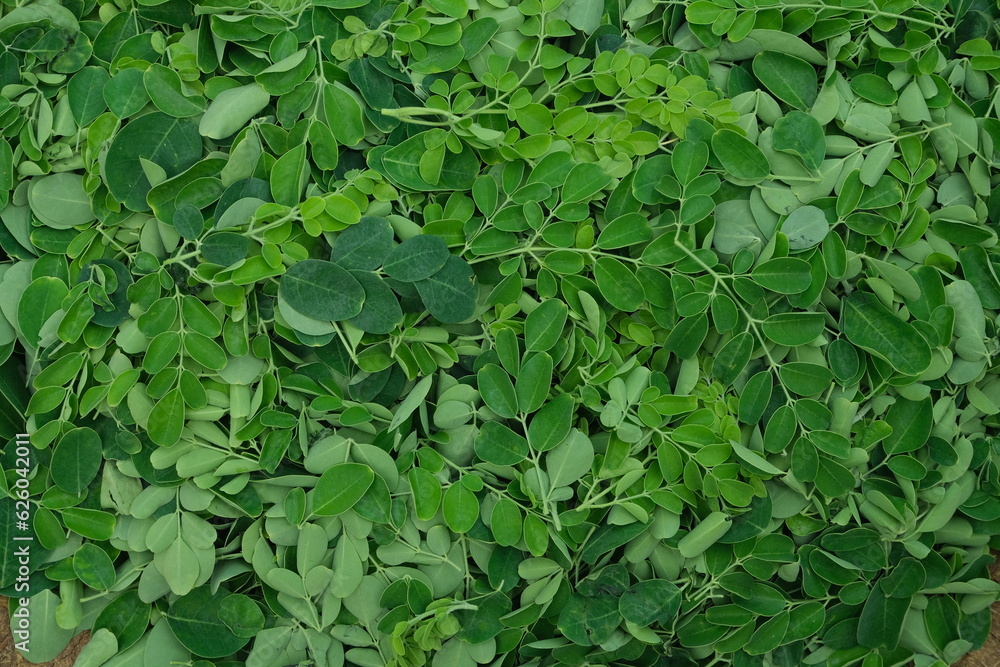 Dark green Moringa leaves , Close up shot ,nutious food Dark green Moringa leaves , Close up shot ,nutious food