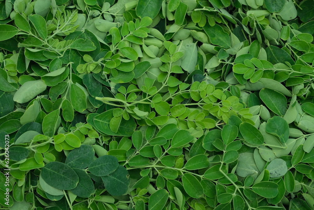 Moringa oleifera leaves , background texture Moringa oleifera leaves , background texture