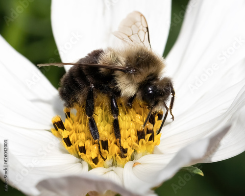 A hairy and fuzzy Bombus impatiens feeding and pollinating a white cosmos flower. Long Island, New York, USA