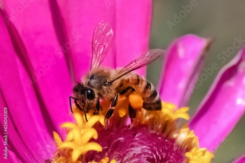 Close up of a female European Honey Bee (Apis Mellifera) drinking nectar from a pink zinnia flower and carrying large bags of pollen on her legs. Long Island, New York, USA 