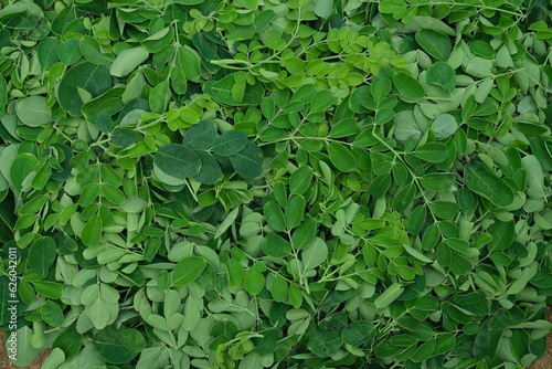 Dark green Moringa leaves  , Close up shot ,nutious food