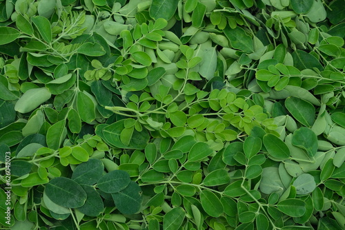 Moringa oleifera leaves , background texture © rawdeva