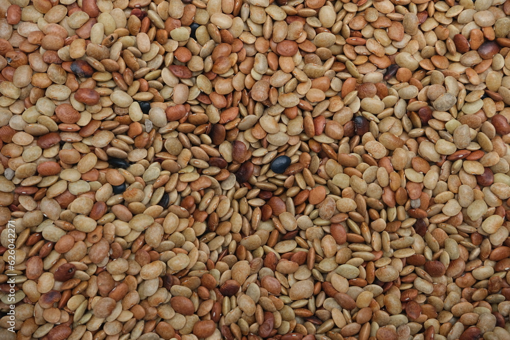 Horse gram Beans used in Indian cooking .pulses background texture
