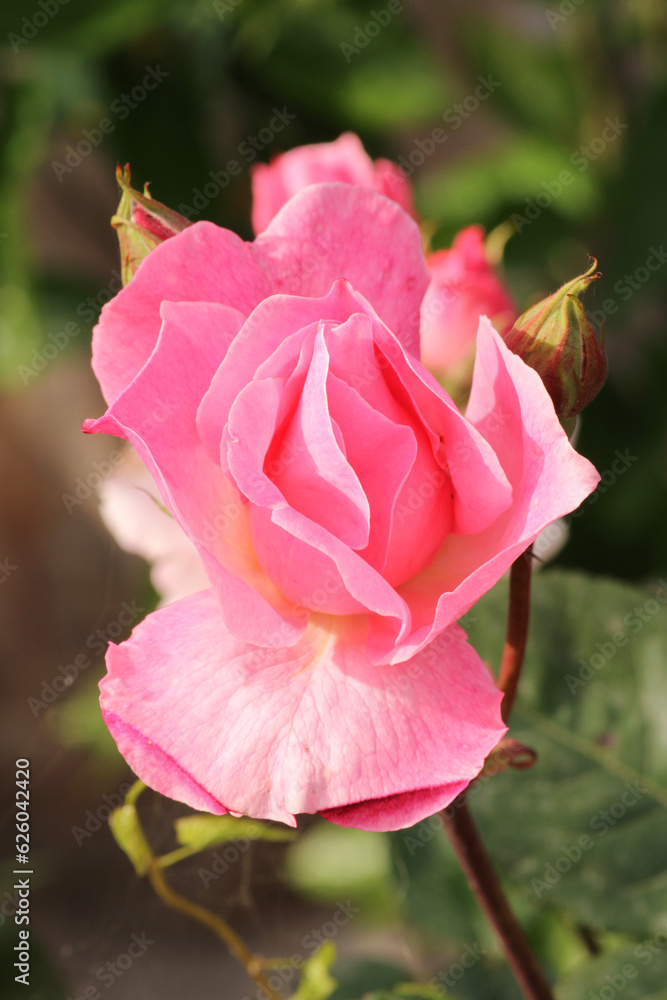 pink rose flower macro photo