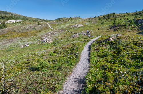 Two unrecognizable people hike on a trail in Sunshine Meadows in the Canadian Rockies