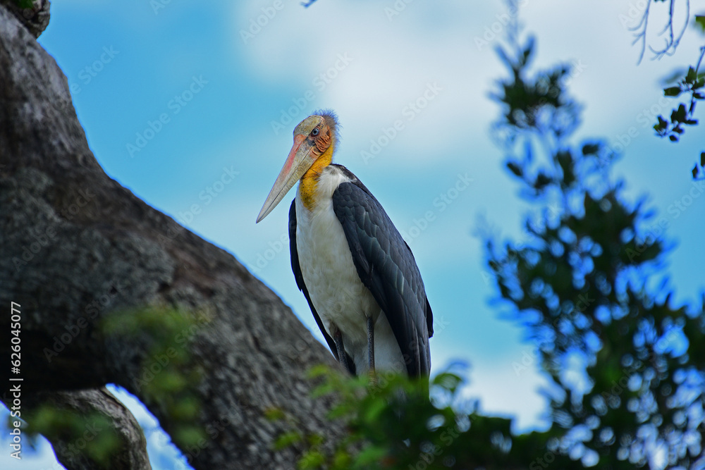 Fototapeta premium Lesser adjutant found in Yala Sri Lanka