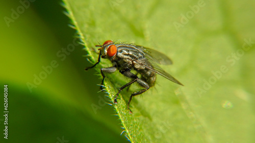 Flesh fly on leaf close-up