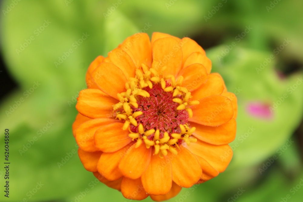 Orange Zinnia Flower, macro Orange Zinnia Flower, macro