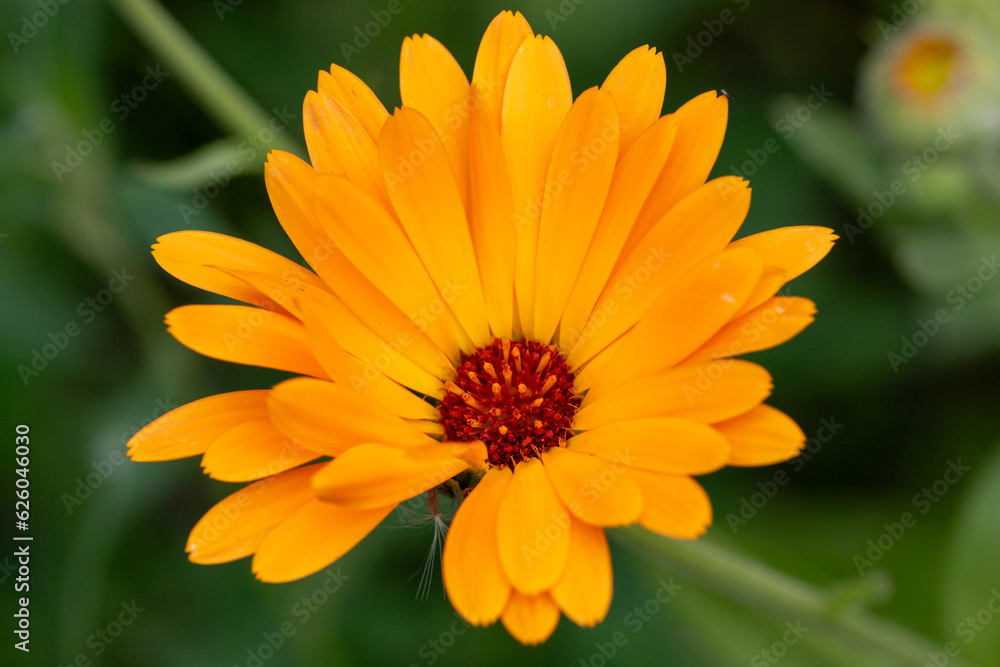 yellow flower in the garden yellow flower in the garden