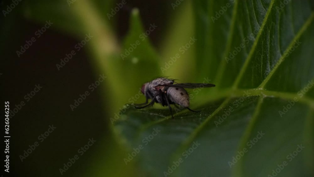 Tiny Grey Fly Looking Around and Scratching Head Macro Slow Motion Video Shot Tiny Grey Fly Looking Around and Scratching Head Macro Slow Motion Video Shot