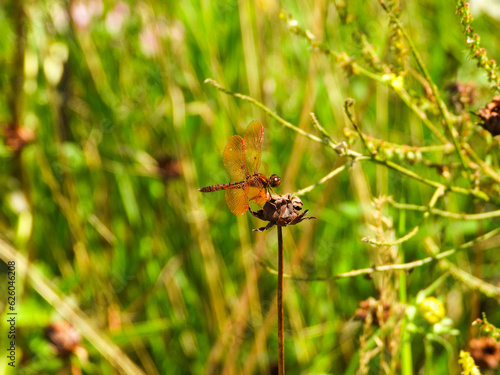 Eastern amberwing skimmer dragonfly © Dale Chestnut