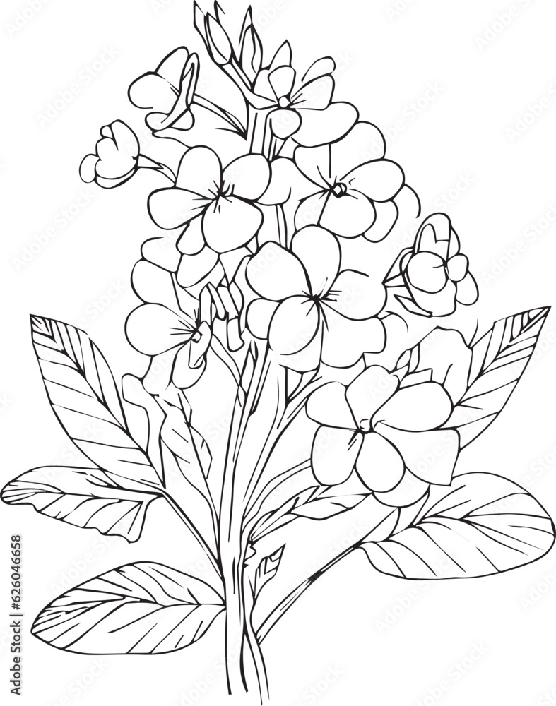 primula flower pencil art, Black and white outline vector coloring page ...