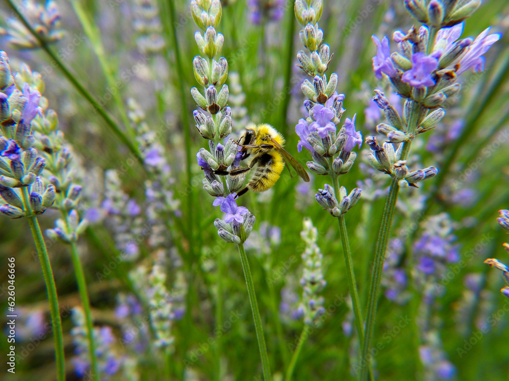 Confusing or Perplexing Bumblebee on Lavender plant