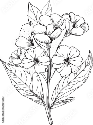Fototapeta Detailed flower coloring pages, sketch contour bouquet of primrose flowers, Ske