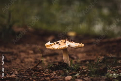 Mushrooms in the forest