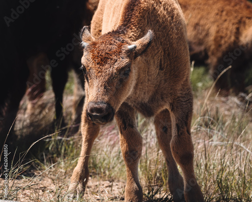 Baby buffalo