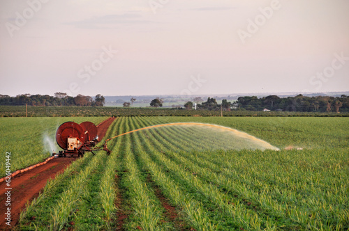 Plantação de cana sendo irrigada.