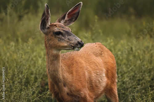 Deer in the grass