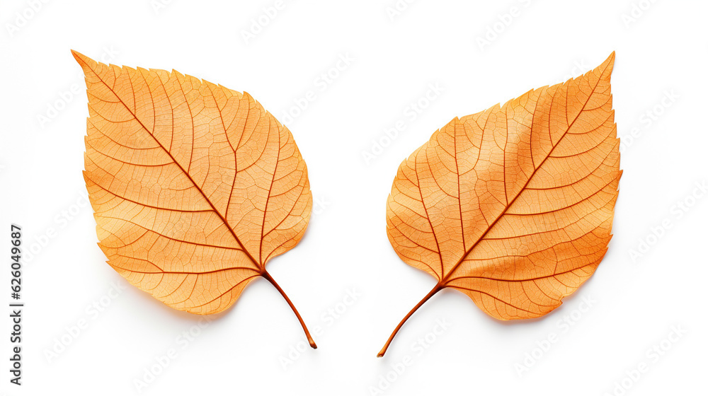 Set of golden leaves skeletons. Fallen foliage for autumn designs, Created using generative AI tools. Set of golden leaves skeletons. Fallen foliage for autumn designs, Created using generative AI tools.