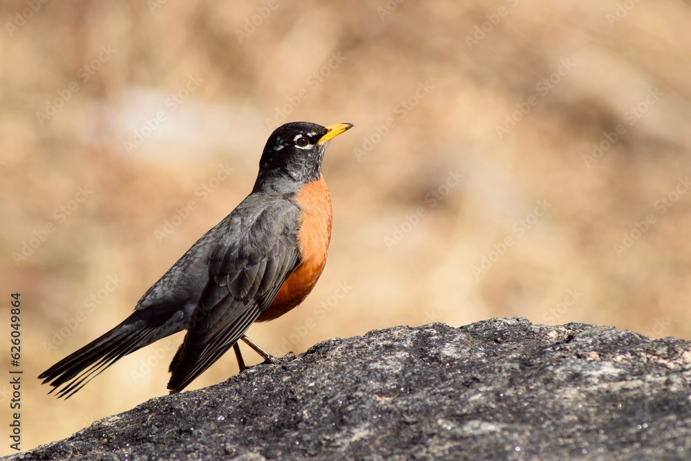 red winged blackbird