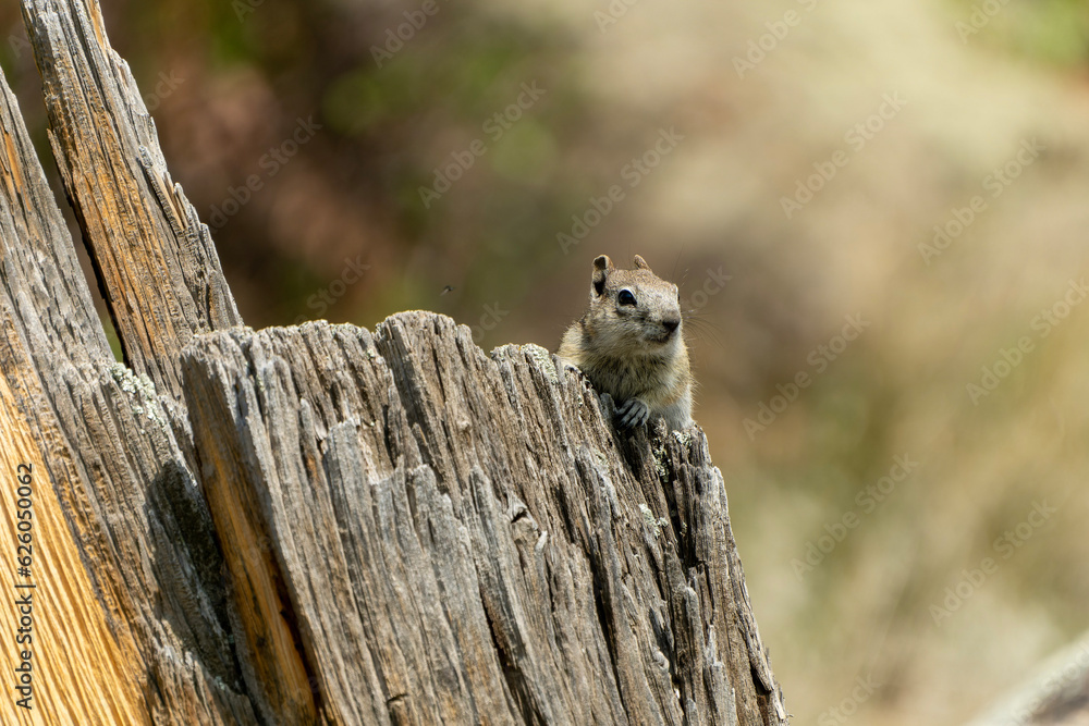 Obraz premium chipmunk on a stump