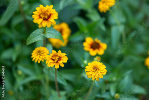 A group of yellow Zinnia flowers blooming in the summer time