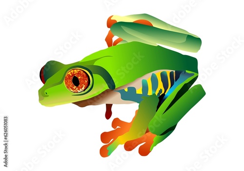 rana verde, arboricola, rana exotica, ilustracion, vector, , ojos rojos photo