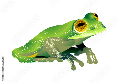 rana, anfibio, rana de hoja, arborea, rana voladora, vector, verde