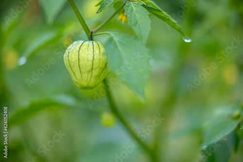 A Tomatillo growing inside of it's husk in on a farm in Georgia