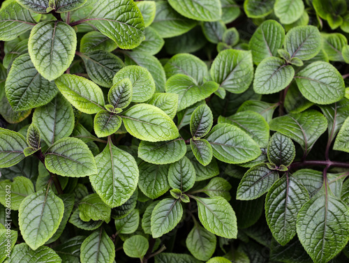 Plectranthus coleoides or swedish ivy or creeping charlie green plant. whorled plectranthus is a plant in the family Lamiaceae. Background of leaves of the plant Plectranthus purpuratus, black Dolar
