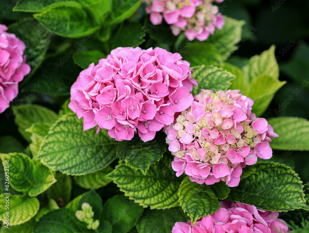Bright beautiful pink hydrangea inflorescences on the bush. The flowering of a hydrangea bush. Summer bright flower. Natural background. Growing pink hydrangeas in the garden. Bright beautiful pink hydrangea inflorescences on the bush. The flowering of a hydrangea bush. Summer bright flower. Natural background. Growing pink hydrangeas in the garden.