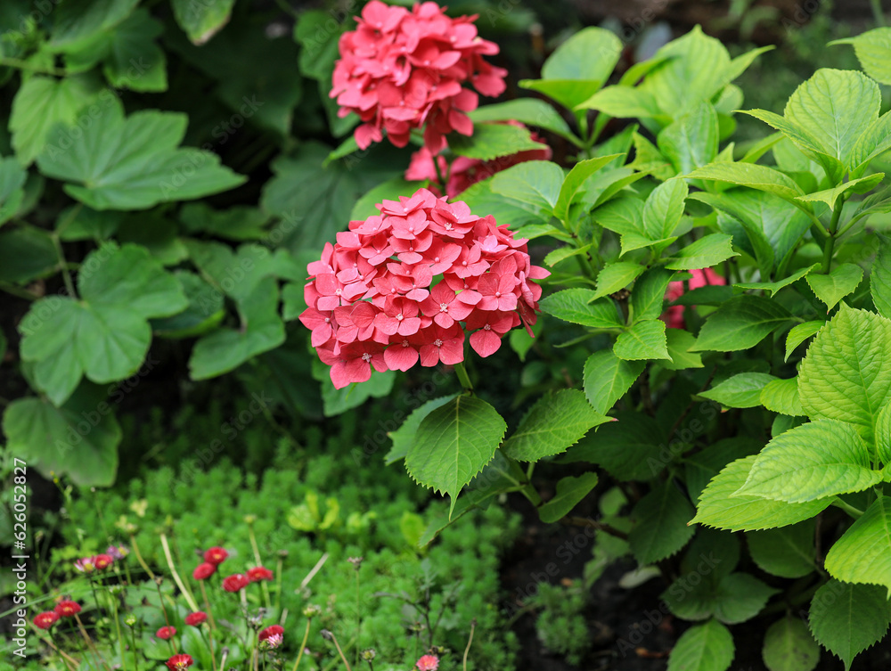 Bright beautiful pink hydrangea inflorescences on the bush. Growing red hydrangeas in the garden. The flowering of a hydrangea bush. Summer bright flower. Natural background. Bright beautiful pink hydrangea inflorescences on the bush. Growing red hydrangeas in the garden. The flowering of a hydrangea bush. Summer bright flower. Natural background.
