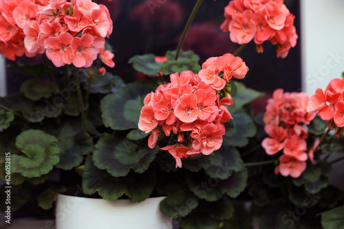 Vibrant orange blooming geranium flowers in decorative flower pot close up. Salmon pink pelargonium flowers closeup. Garden pelargonium or Pelargonium zonale. Geranium in pot outdoors.