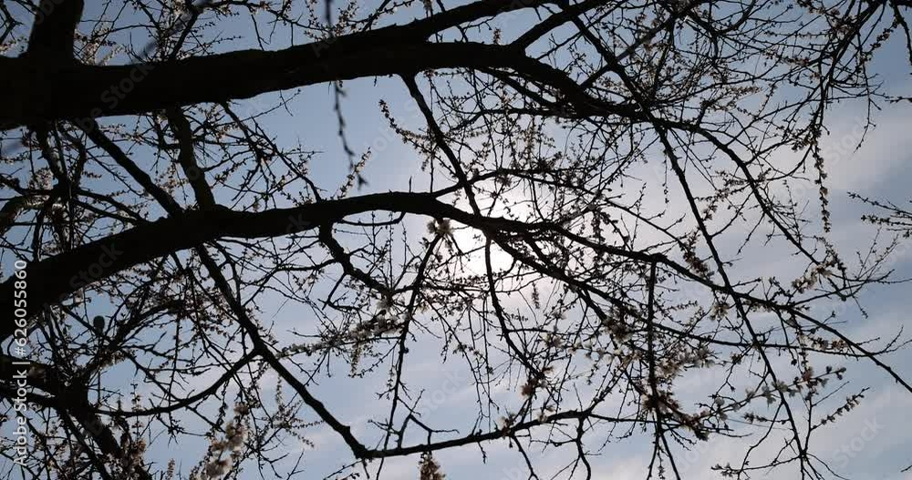blooming berry cherry in the spring season, a large number of white flowers on the cherry tree during flowering in the orchard blooming berry cherry in the spring season, a large number of white flowers on the cherry tree during flowering in the orchard