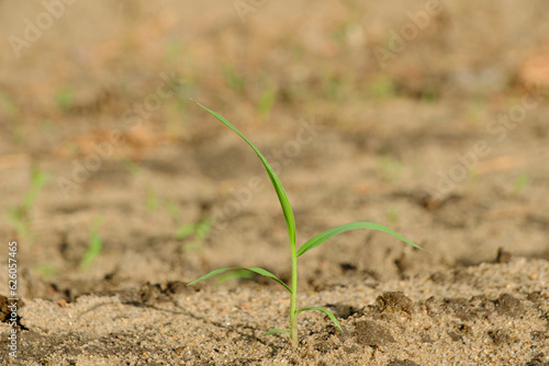 Green sprout sprouted through dry land.