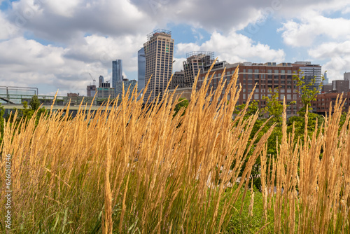 A bunch of golden grass growing along the High Lane in New York. High buildings around the park. The glass skyscrapers are reflecting the clouds. Modern  vibrant city. Growing and cultivating flowers