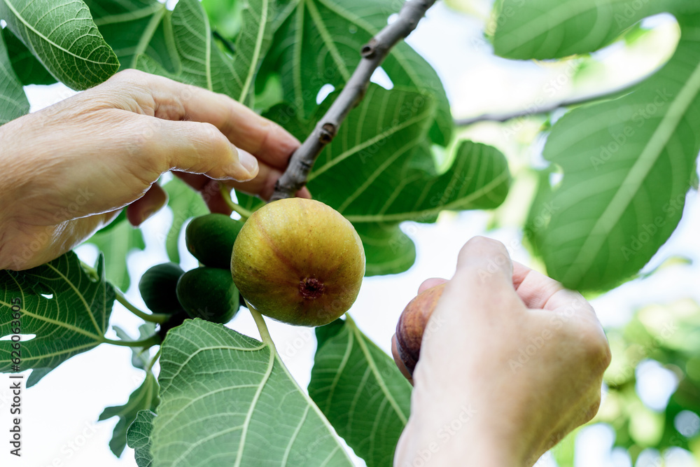 a man picks a ripe yellow large fig from a tree. a man picks a ripe yellow large fig from a tree.