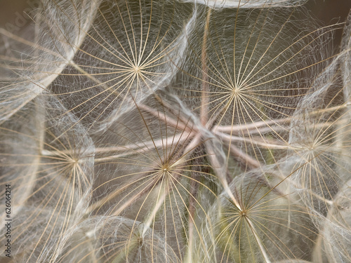 nasiona big dmuchawca dandelion duży