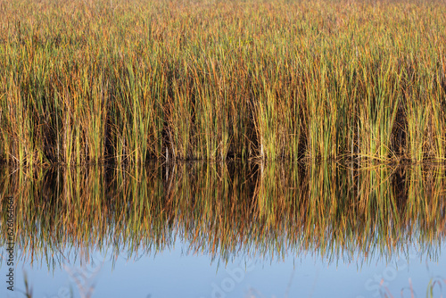 Long grass in the Everglades reflected in the water