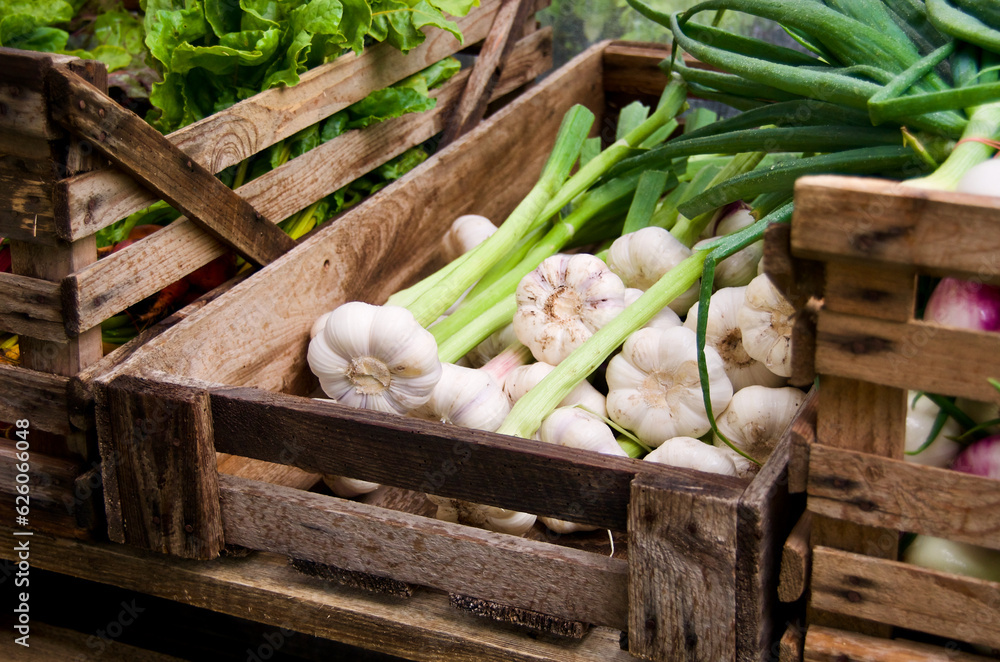 Φωτογραφία Harvested fresh garlic in wooden box for sale at farmers market.