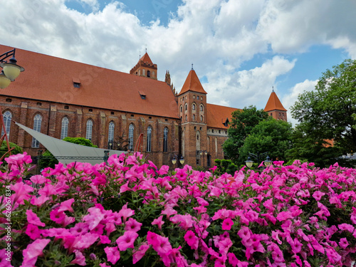 Poland. Kwidzyn - July 4, 2023: beautiful petunia on the background cathedral and castle in Kwidzyn, Poland