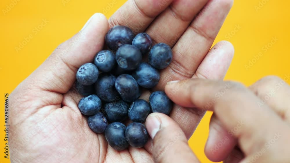 top view of men hand pick fresh blue berry top view of men hand pick fresh blue berry