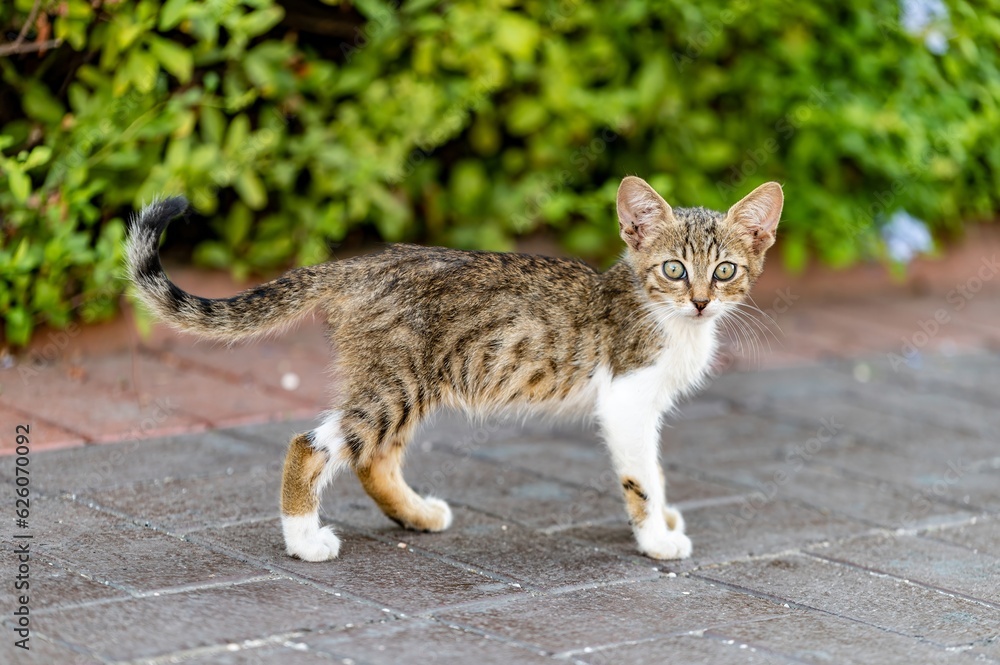 young adorable cat walking on the sidewalk young adorable cat walking on the sidewalk